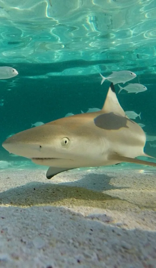 Requin de récif à pointe noire nageant au-dessus du fond sableux