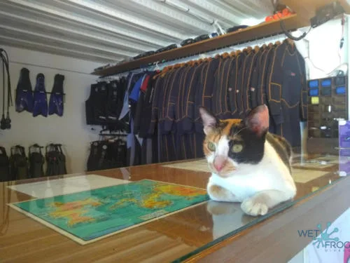 Un chat regarde la caméra sur un comptoir dans un centre de plongée