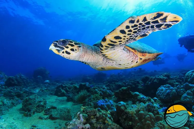 Tortue marine nageant au-dessus d'un récifal corallien ensoleillé et coloré