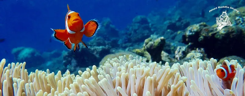 Poissons clowns nageant parmi les coraux dans une eau bleue claire