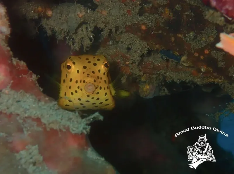 Poisson-globe tacheté nageant près d'une paroi corallienne colorée en milieu marin