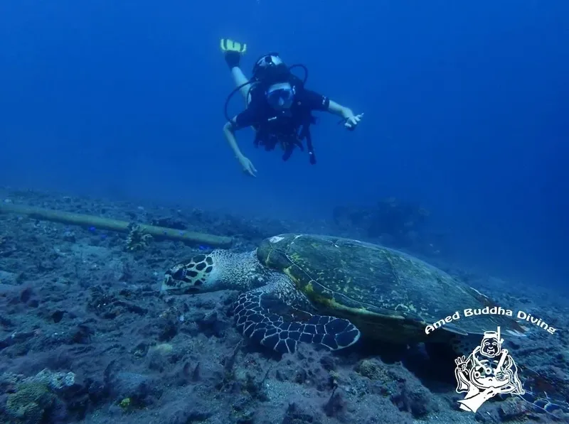 Plongeuse observant une tortue de mer au-dessus d'un fond sableux