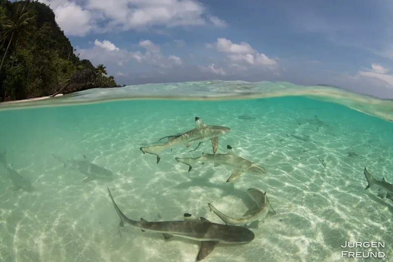 Banc de requins de récif nageant dans une eau turquoise claire