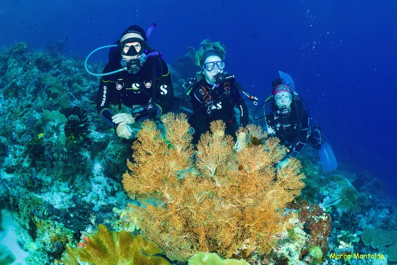 Trois plongeurs explorent un récif corallien coloré en profondeur