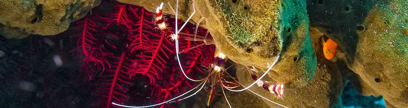 Gorgone rouge et poissons colorés sur un fond rocheux marin