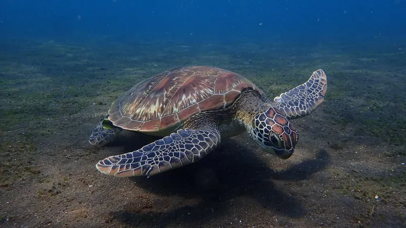 Tortue marine nageant paisiblement sur un fond sablonneux et herbeux