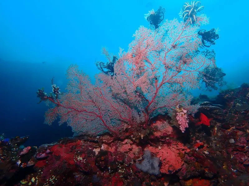Gorgones rouges et blanches sur fond bleu, récif corallien coloré