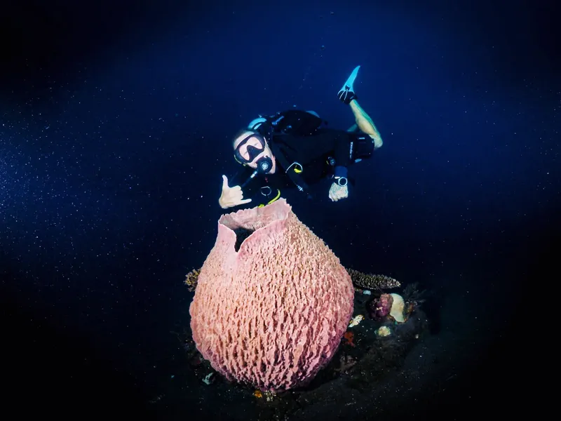 Plongeur observant un grand corail rose dans l'océan profond