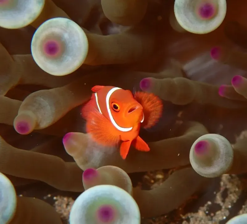 Poisson clown orange se cache dans une anémone de mer colorée