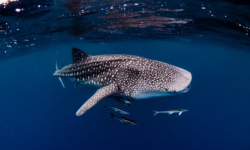 Requin baleine nageant paisiblement dans l'eau bleue entouré de petits poissons