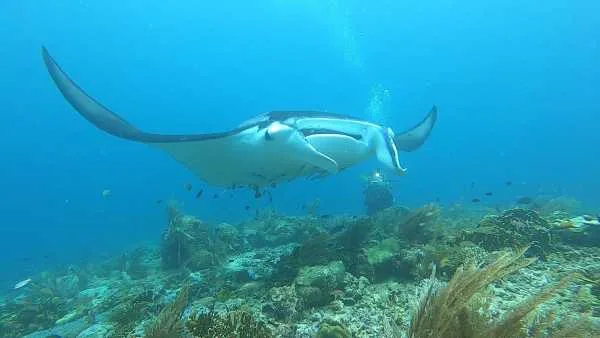 Raie manta nageant gracieusement au-dessus d'un fond marin rocheux et corallien