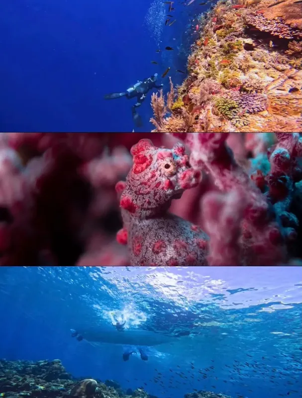 Plongeurs et vie marine colorée sur un récifal corallien
