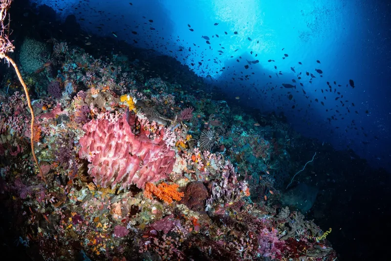 Éponge massive et poissons sur un récif corallien coloré