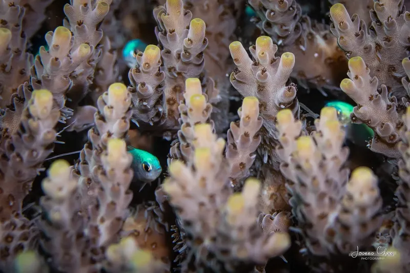 Coraux colorés et petits poissons bleus dans un récif tropical