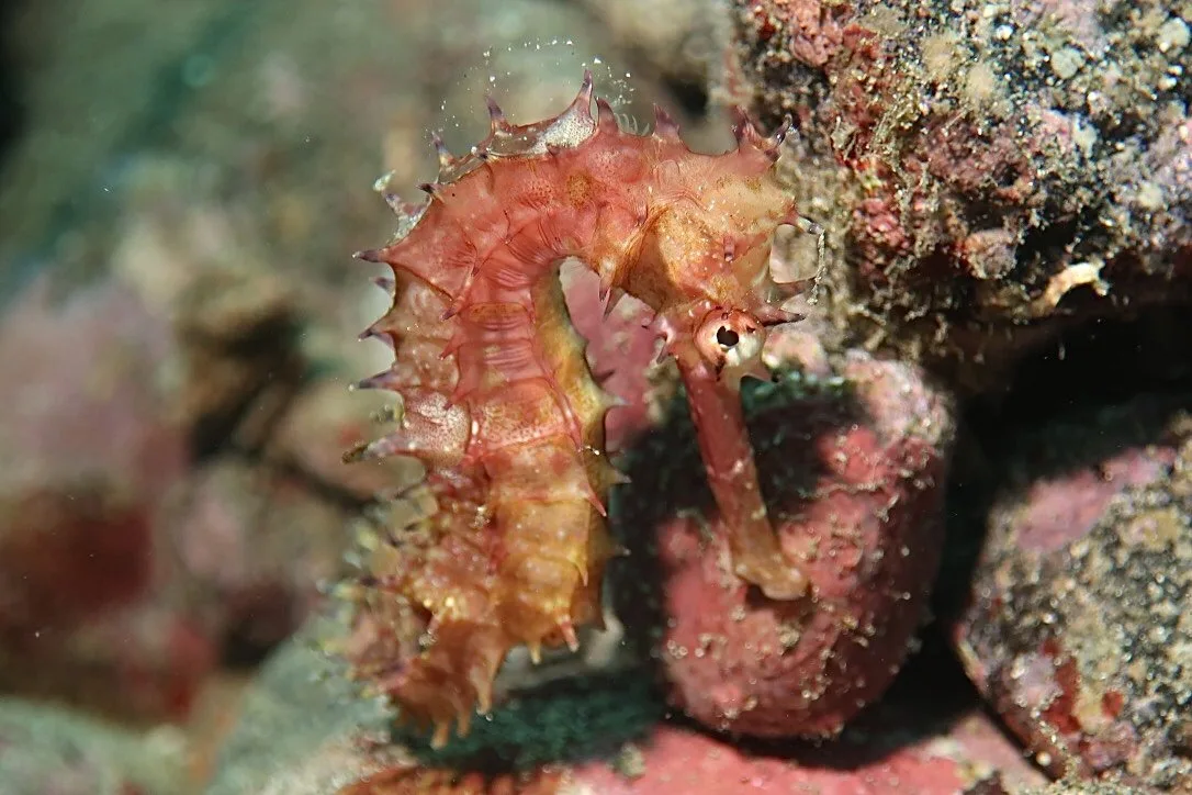 Hippocampe épineux perché sur un corail, faune marine colorée
