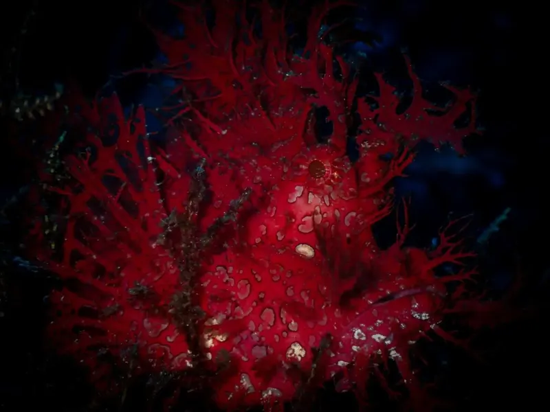 Gorgone rouge vif et coraux noirs sur fond sombre