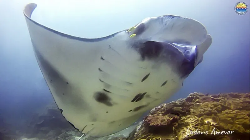 Grande raie manta nageant gracieusement dans l'eau bleue au-dessus du récif