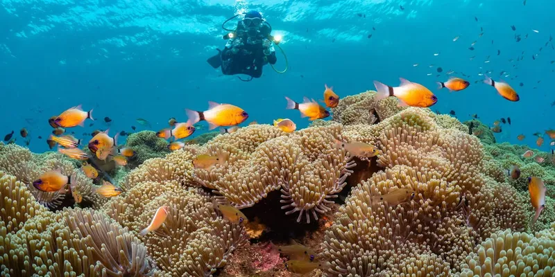 Plongeur au-dessus d'un récifal corallien avec de nombreux poissons colorés