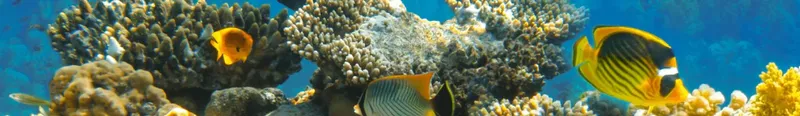 Recif corallien coloré avec plusieurs poissons tropicaux en mer