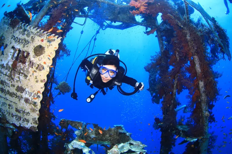 Plongeur explore une épave recouverte de coraux et de poissons