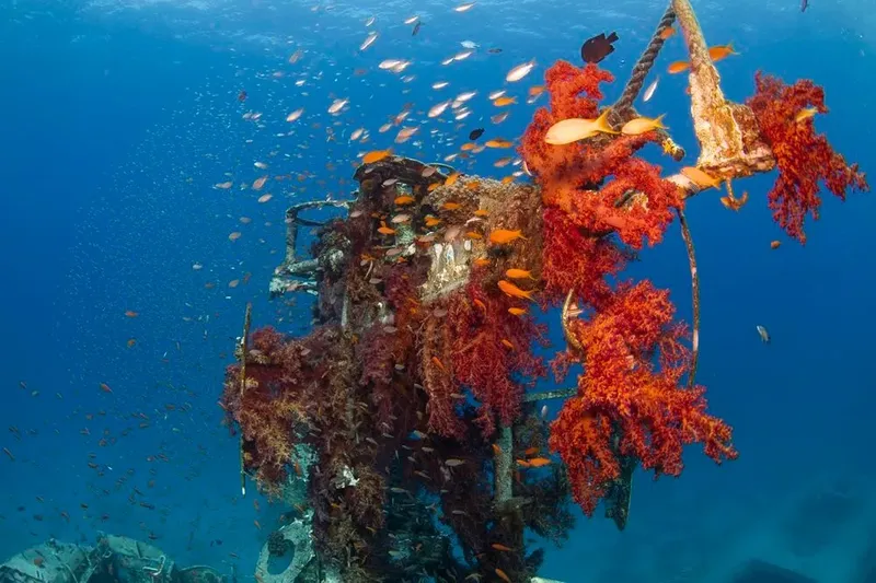 Épave colonisée par des coraux et grouillant de petits poissons colorés
