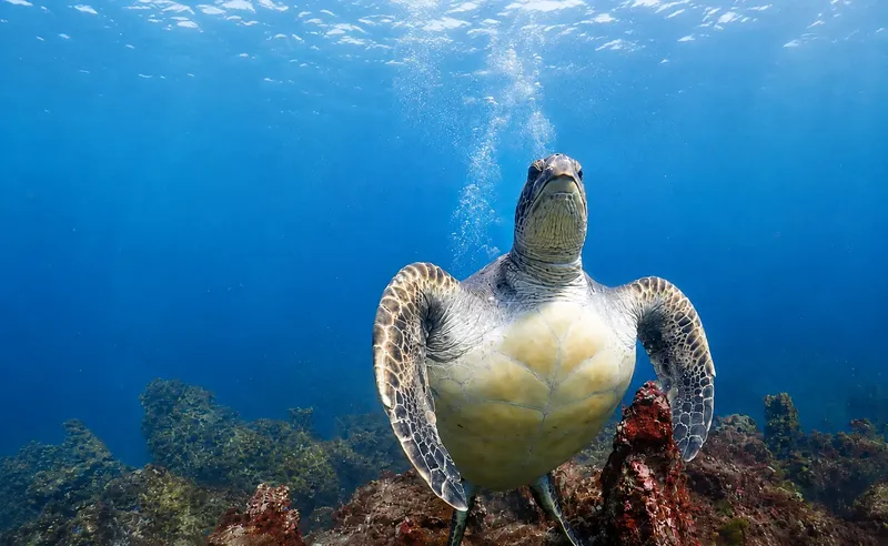 Tortue marine nageant paisiblement dans l'eau bleue avec des bulles