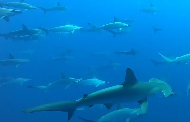 Groupe de requins-marteaux nageant dans une eau bleue claire