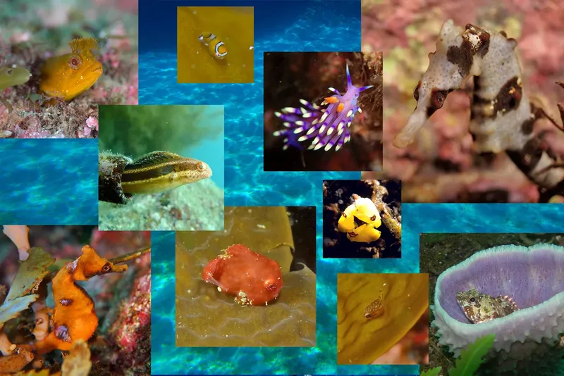 Collage de différentes espèces marines colorées sous l'eau