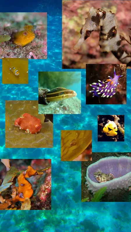 Diverses créatures marines colorées sur un fond rocheux et bleu