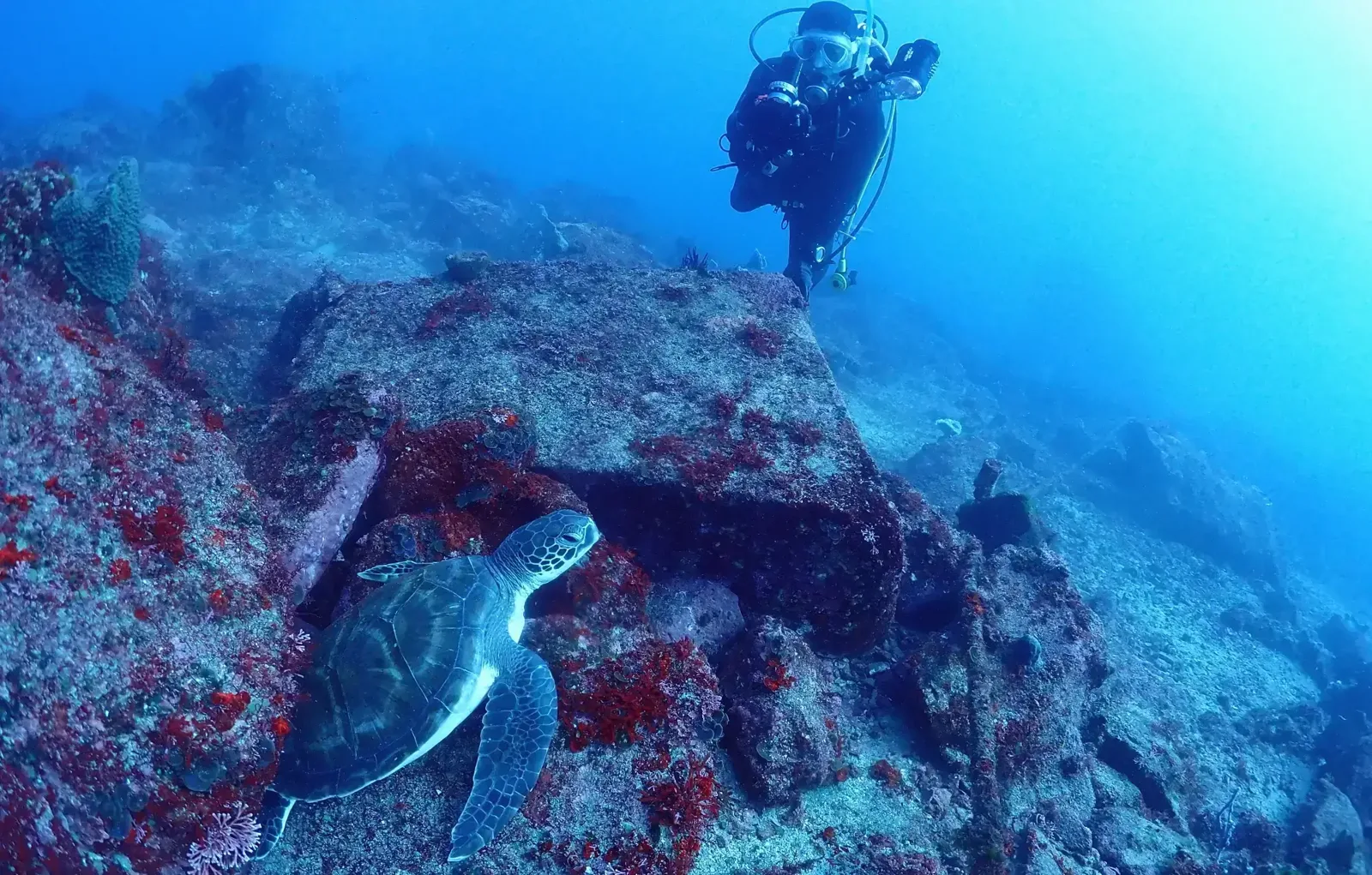 Plongeur et tortue marine nagent au-dessus d'un récif corallien coloré