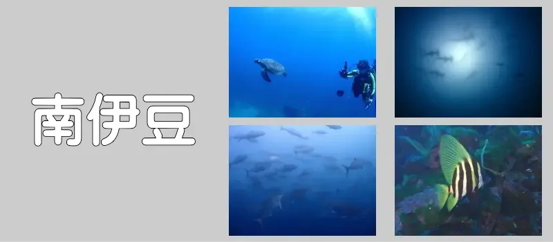 Plongeur avec tortue, banc de poissons, et poisson tropical sous-marin