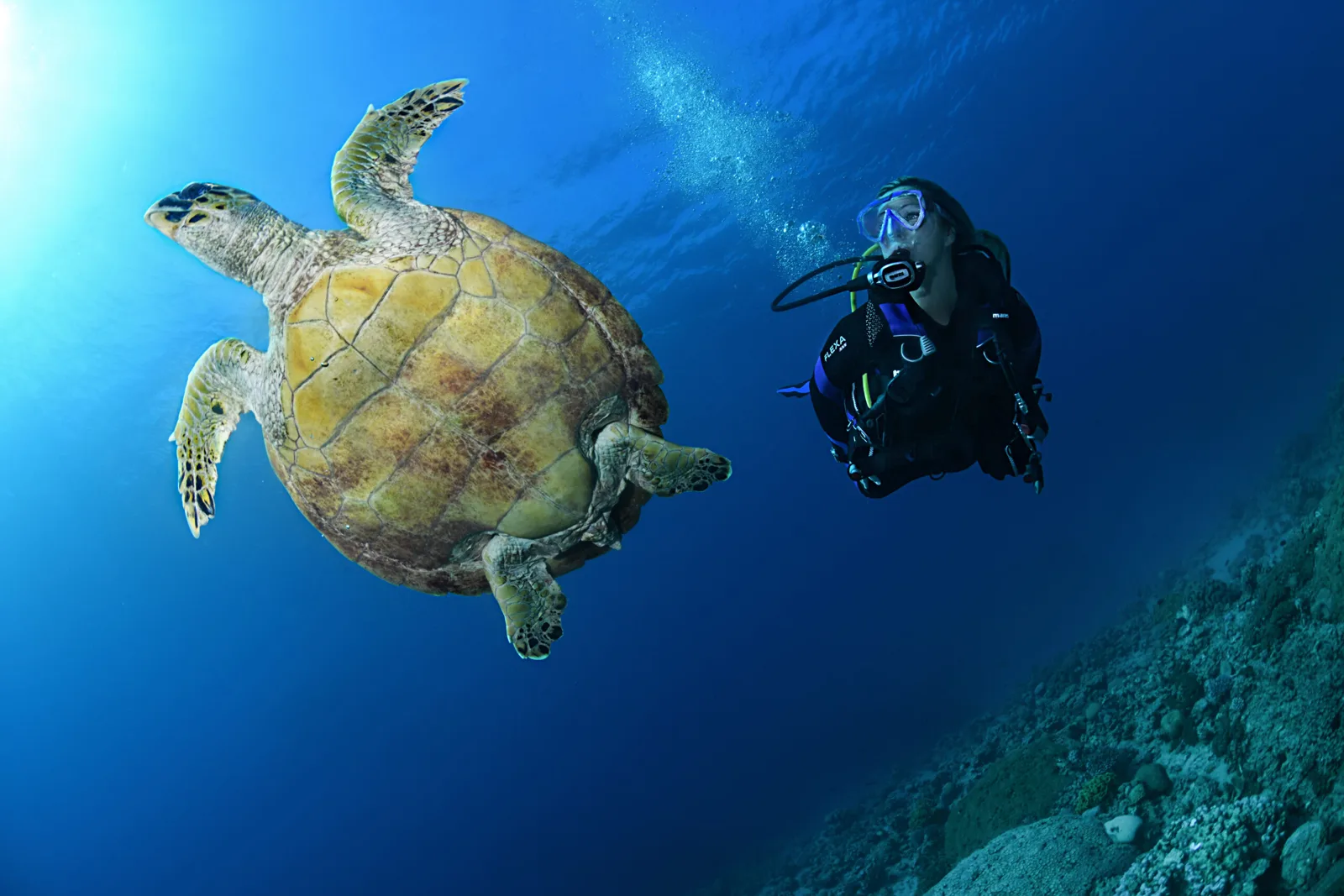 Tortue marine nageant paisiblement avec un plongeur en milieu bleu