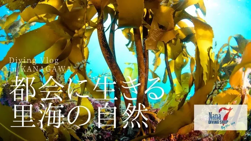 Vue sous-marine avec algues dorées et texte incrusté en japonais