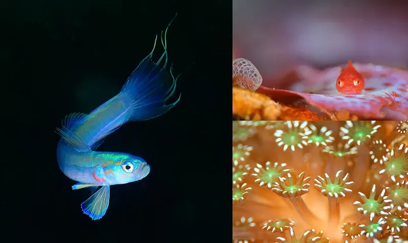 Petits poissons colorés et nudibranches sur un récif corallien