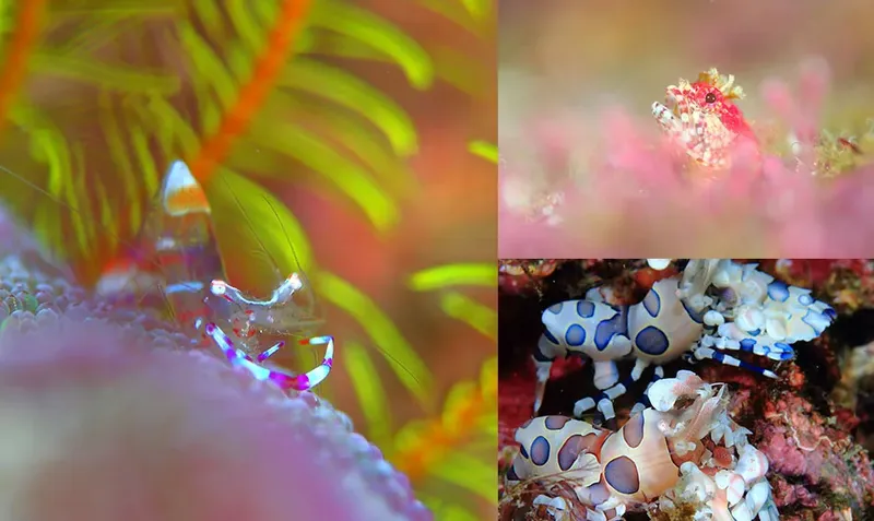 Crevettes et crabes colorés sur corail et anémones en milieu marin