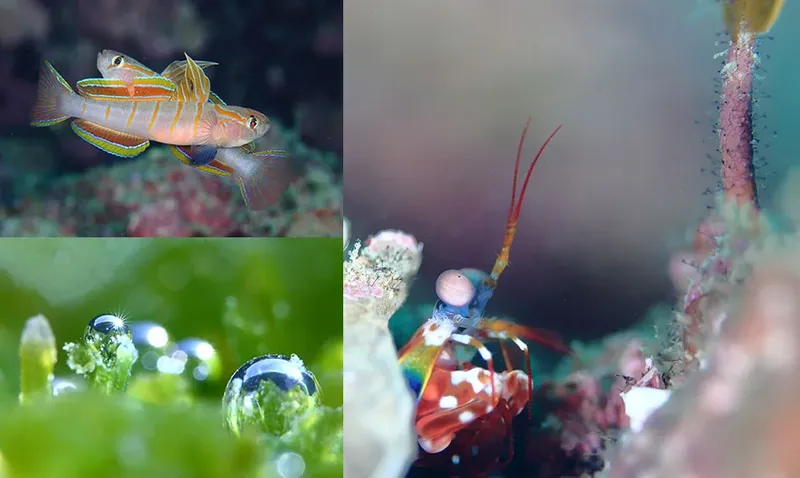 Quatre images sous-marines de petits animaux marins colorés et de gouttes d'eau
