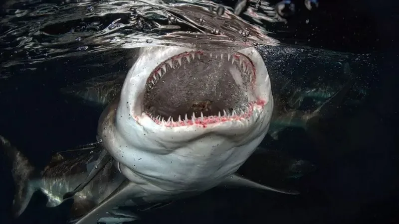 Grand requin blanc bouche grande ouverte montrant ses dents acérées