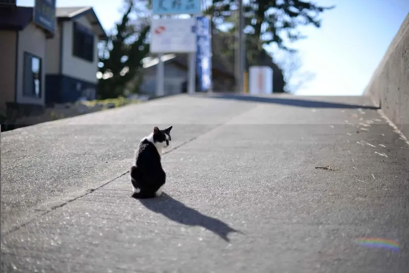 Un chat noir et blanc assis sur une route devant des bâtiments