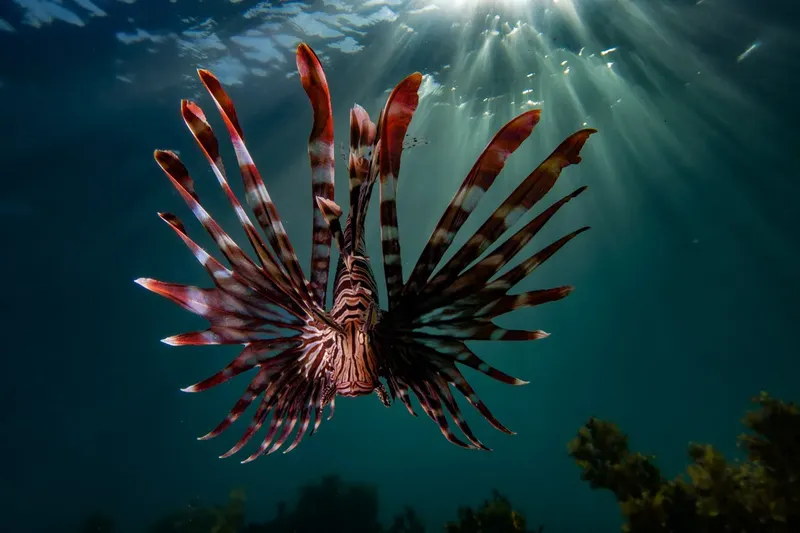 Poisson-lion rouge et blanc nageant dans l'eau bleue éclairée par le soleil