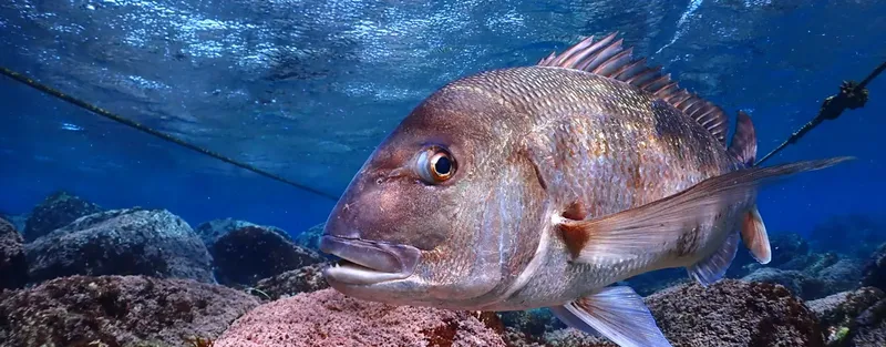 Gros plan d'un poisson de mer rose nageant dans l'eau bleue