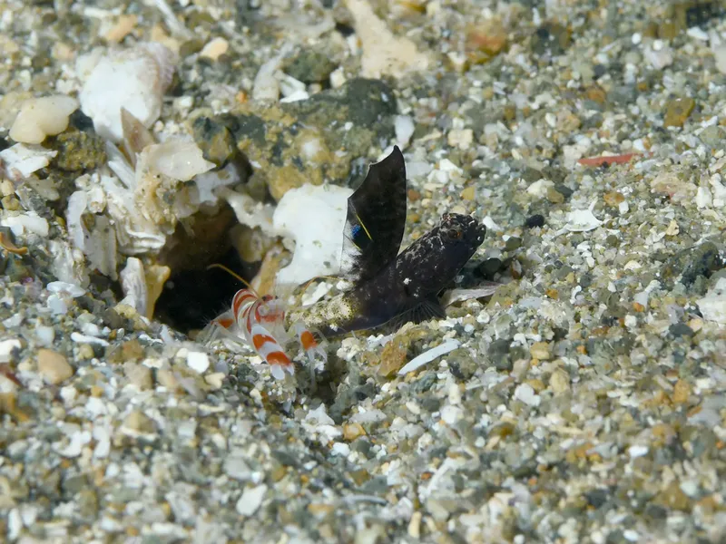 Un poisson goby et une crevette nettoyeuse dans un trou sableux
