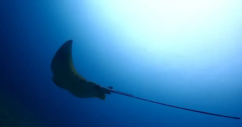 Raie manta nageant dans l'eau bleue, vue d'en bas vers le soleil