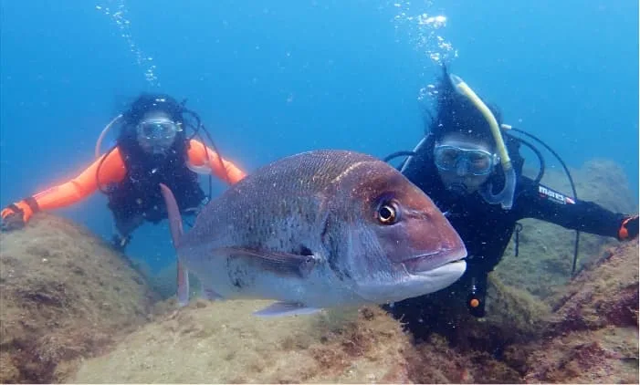 Deux plongeurs face à un gros poisson dans l'eau bleue