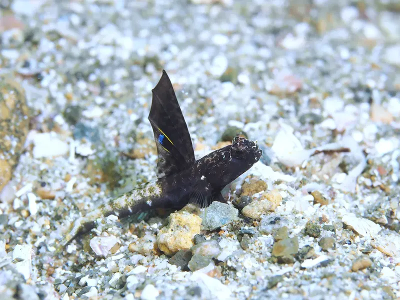 Petit poisson noir et blanc sur fond de sable et de roches
