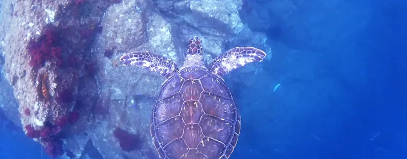 Tortue marine nageant au-dessus d'un récif corallien coloré en pleine eau