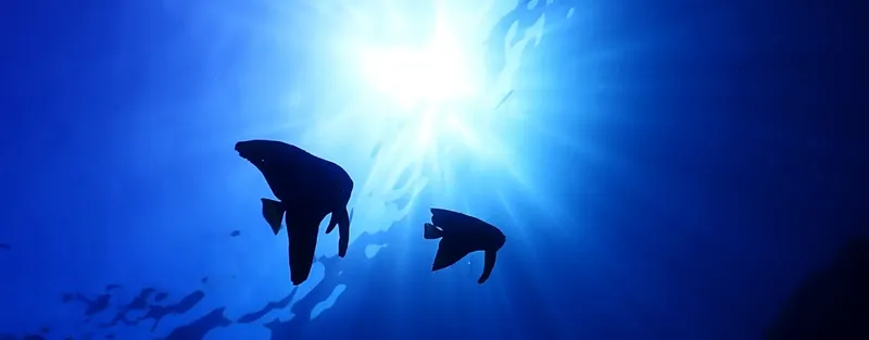 Raies manta évoluent dans l'eau bleue, lumière du soleil filtrée