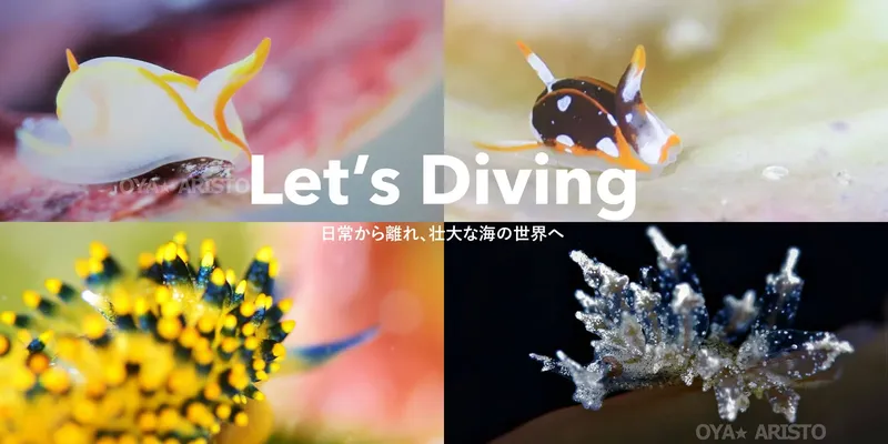 Quatre nudibranches colorés sur un fond marin, avec le texte Let's Diving