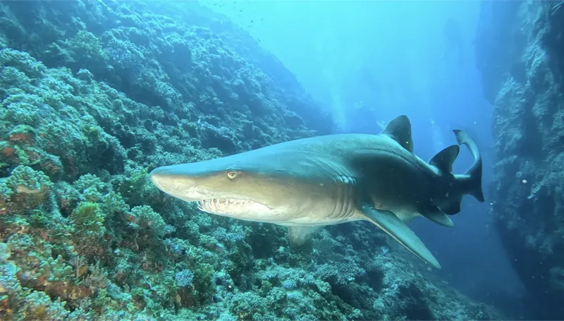 Requin de récif à pointe blanche nageant dans un environnement corallien