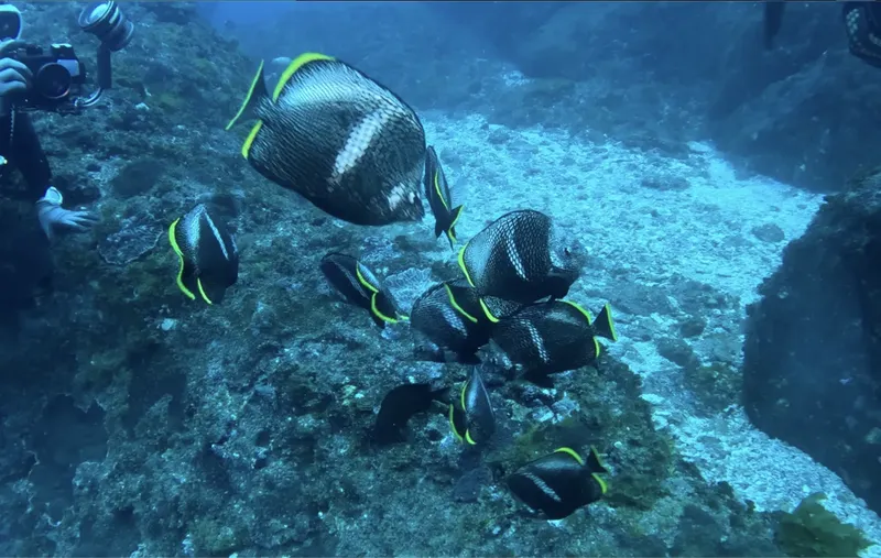 Banc de poissons papillons nageant près d'un récif rocheux sous-marin