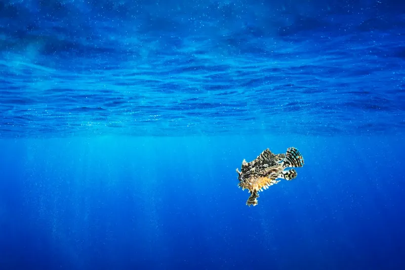 Poisson-scorpion immobile dans l'eau bleue, rayures et épines apparentes